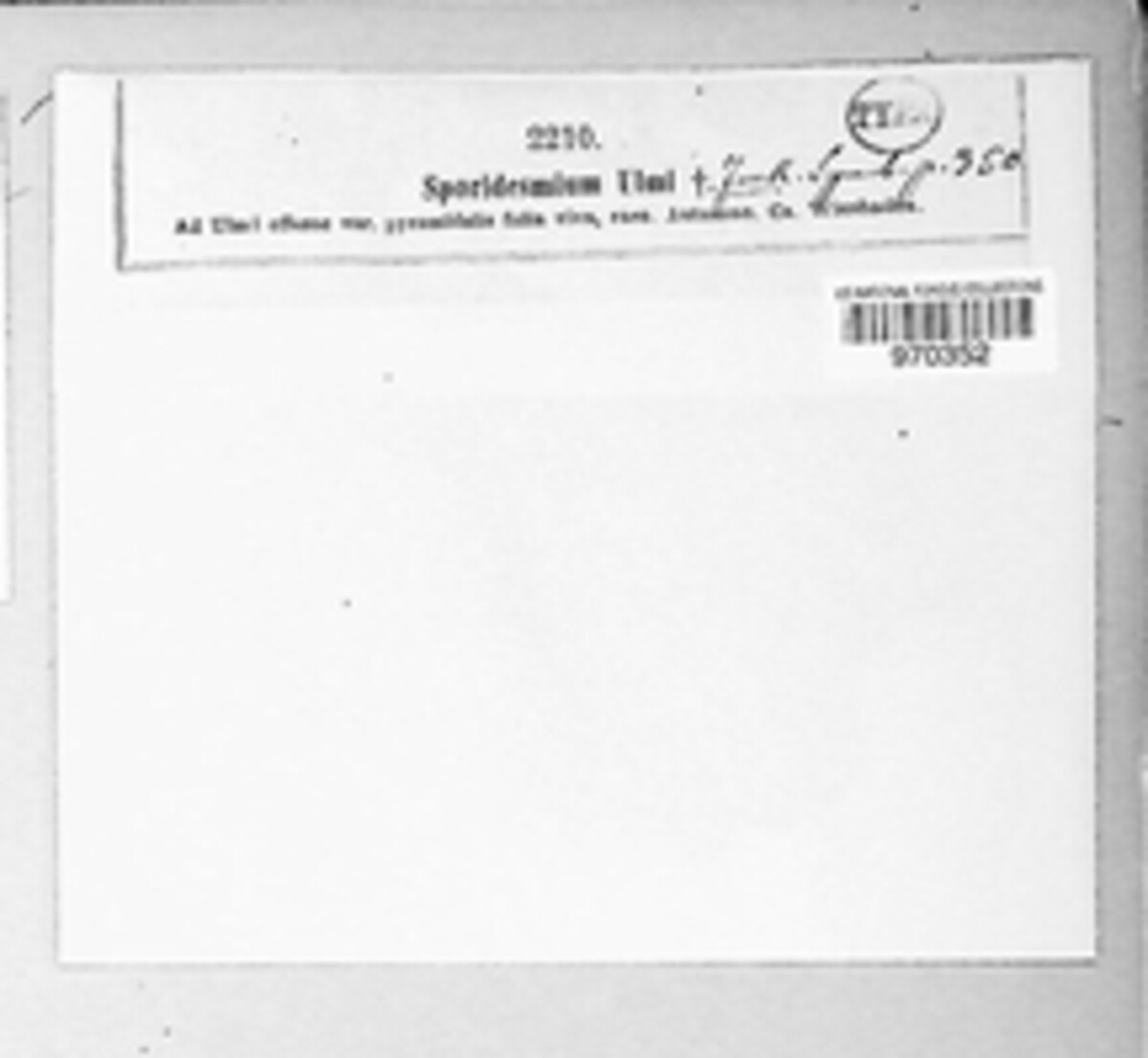 Alternaria ulmi image
